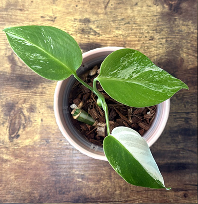Houseplant before and after consistent Noot care after