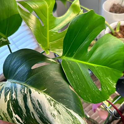 Small houseplant cutting before and after steady Noot care after