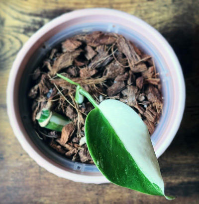 Houseplant before and after consistent Noot care before