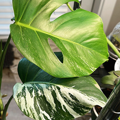 Small houseplant cutting before and after steady Noot care before