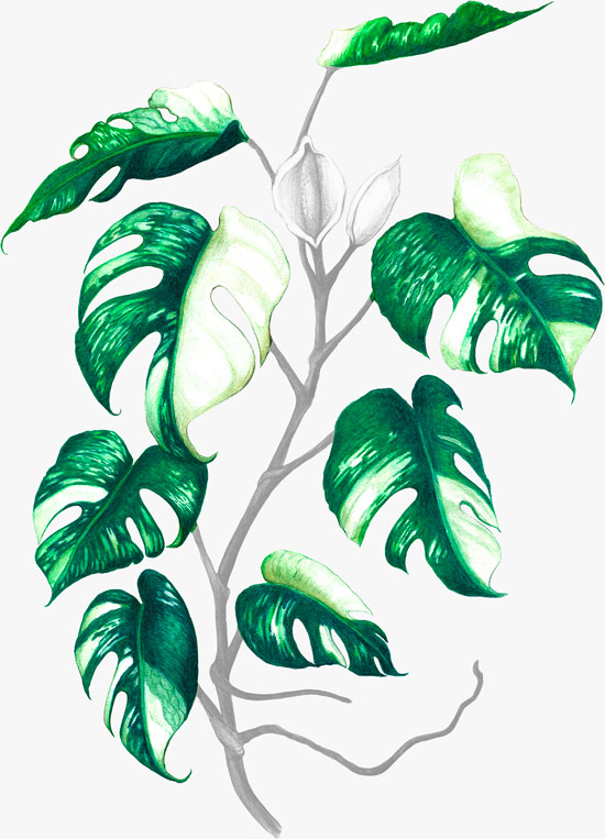 Leaf color and vigor visual for plant care