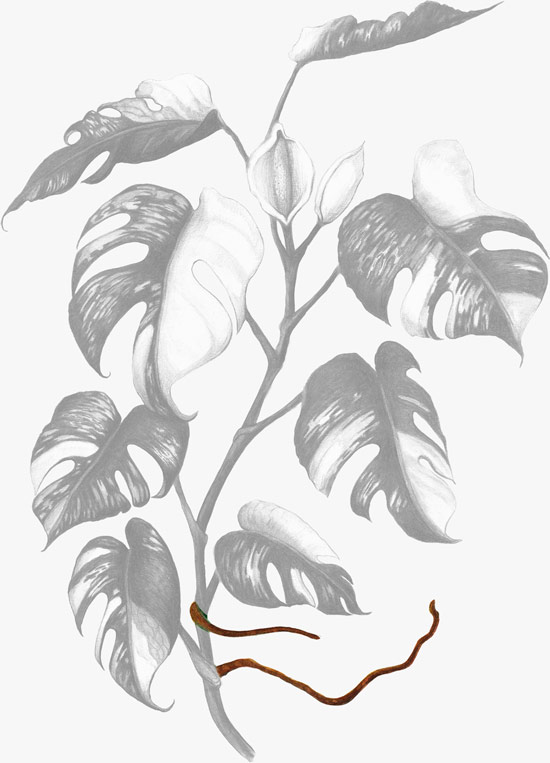 Healthy root growth visual for Noot plant food