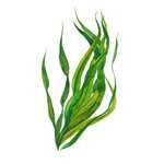 Kelp ingredient visual for Noot plant food