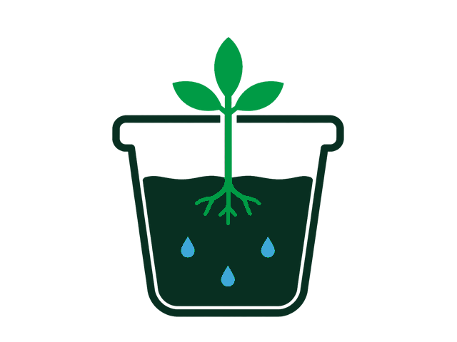 Plant after one week with water only