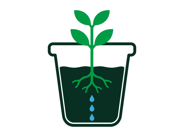 Plant after two weeks with water only