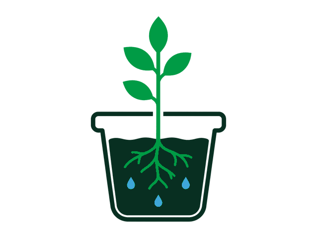 Plant after three weeks with water only