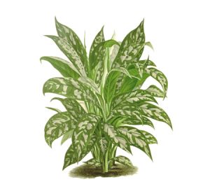 Aglaonema houseplant illustration