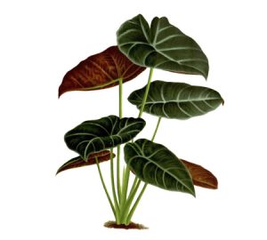 Alocasia houseplant illustration