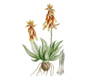 Aloe vera houseplant illustration