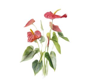 Anthurium houseplant illustration