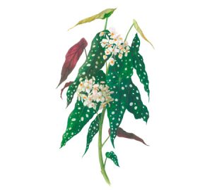 Begonia houseplant illustration