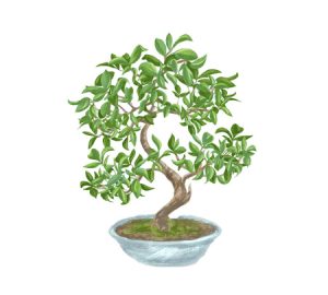 Bonsai plant illustration