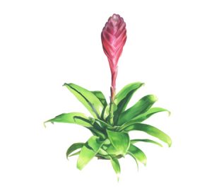 Bromeliad houseplant illustration