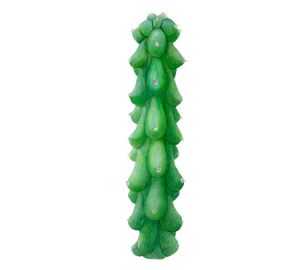 Cactus houseplant illustration