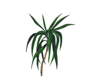 Dragon tree houseplant illustration