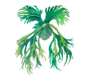 Fern houseplant illustration