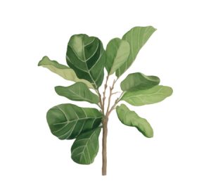 Fiddle leaf fig houseplant illustration