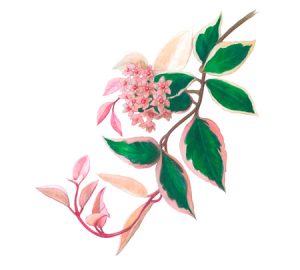 Hoya houseplant illustration