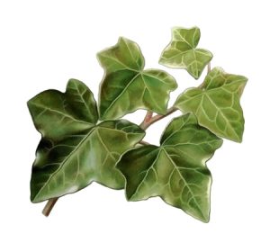 English ivy houseplant illustration