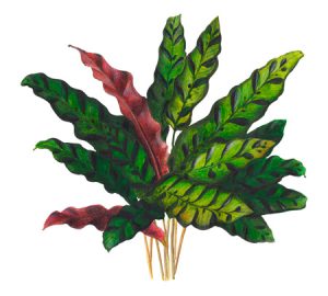 Maranta prayer plant illustration