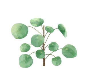 Chinese money plant illustration