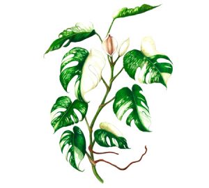 Monstera houseplant illustration