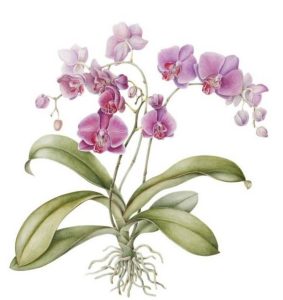 Orchid houseplant illustration