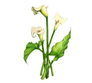 Peace lily houseplant illustration