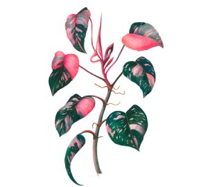 Philodendron houseplant illustration