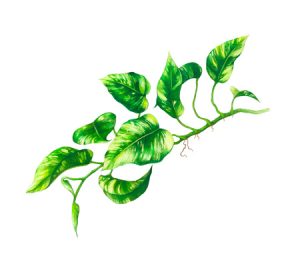 Pothos houseplant illustration