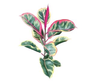 Rubber tree houseplant illustration