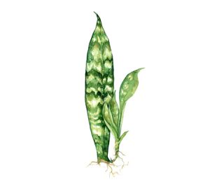 Snake plant houseplant illustration