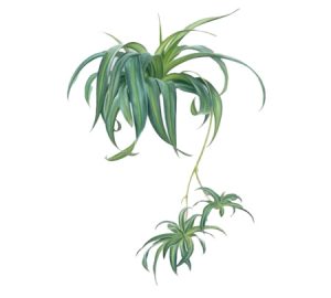 Spider plant illustration