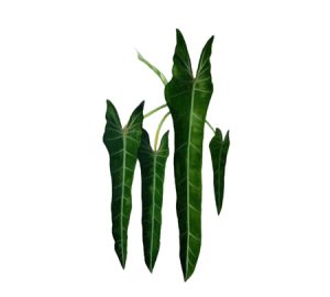 Spiritus Sancti philodendron illustration