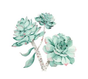 Succulent houseplant illustration