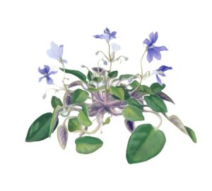 African violet houseplant illustration