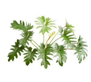 Xanadu philodendron illustration
