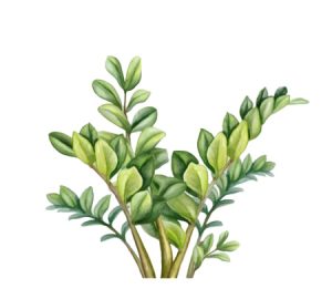 ZZ plant houseplant illustration