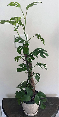 Houseplant before and after customer Noot routine after