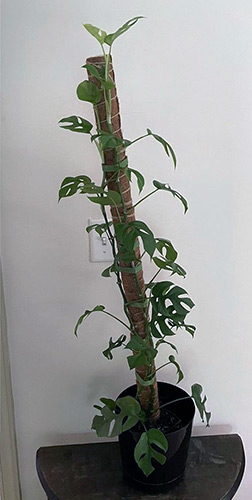 Houseplant before and after customer Noot routine before