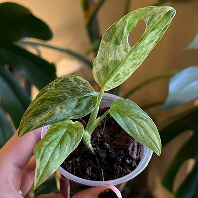 Rhaphidophora tetrasperma before and after Noot routine after