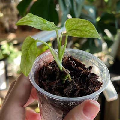 Rhaphidophora tetrasperma before and after Noot routine before